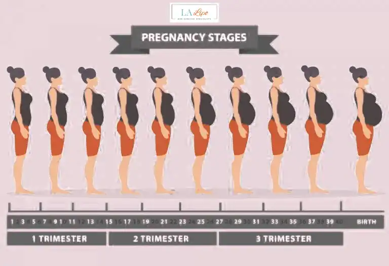 First Trimester (Weeks 1–12): Early Changes You Might Not Notice Barnet